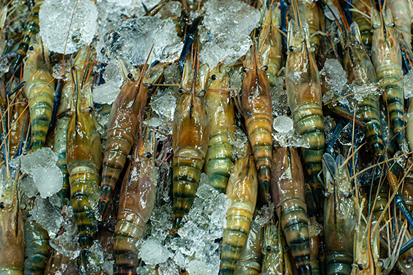 速冻食品冰冻虾检测